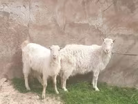 Koza, Russian White goat — zdjęcie 1
