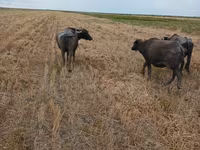 Cow, African Buffalo — photo 3
