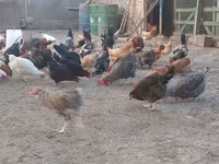 Chickens — फ़ोटो 6