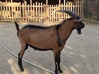 Cabro, Alpine goat — foto 4