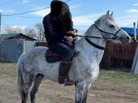 Caballo, Anglo-Arabian — foto 1