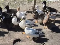 Ducks — Foto 2