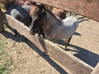 فرس, Shetland Pony — الصورة 5