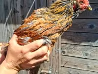 Chickens — photo 1