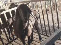 Widder, Aland sheep — Foto 1