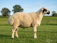 Bélier, Beltex sheep — photo 1