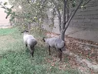 Ram, Sheep — photo 2