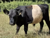 Taureau, Vache galloise — photo 2
