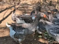 Geese — foto 6