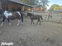 Horse (M), Welsh Cob — photo 4