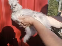 Silkie — foto 2