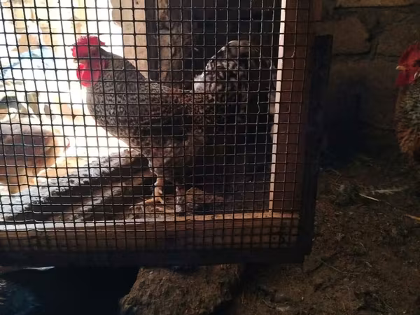 Chickens
