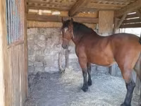 Stute, Međimurje horse — Foto 3