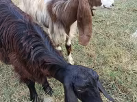 Cabra, Damask goat — foto 3