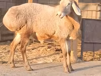 Widder, Hissar sheep — Foto 2