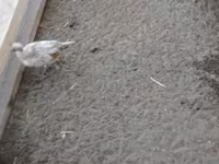 Danish hen — photo 4