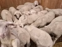 Ram, Merinoland sheep — photo 1