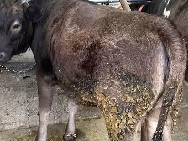 Krava, Swiss cattle