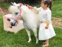 公马, Miniature horse — 照片 2