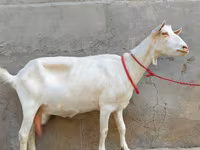 बकरी, Saanen goat — फ़ोटो 3