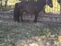 Kůň, Australian Pony — foto 3