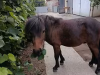 雄馬, Shetland Pony — 写真 6