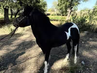 Konie (partia, płeć nieokreślona), American shetland pony — zdjęcie 2
