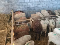 母羊, Beulah Speckled face sheep — 照片 4
