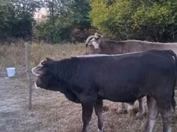 Byk, Brązowa karpacka rasa