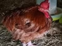Chickens — zdjęcie 3