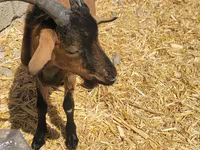 Kozioł, Alpine goat — zdjęcie 3