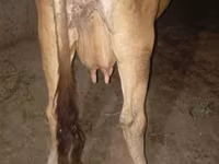 Vache, Ukrainian Brown Dairy Cattle — photo 2