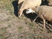 भेड़, Karabakh sheep — फ़ोटो 8