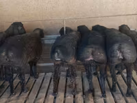 Carnero, Bardhoka sheep — foto 1
