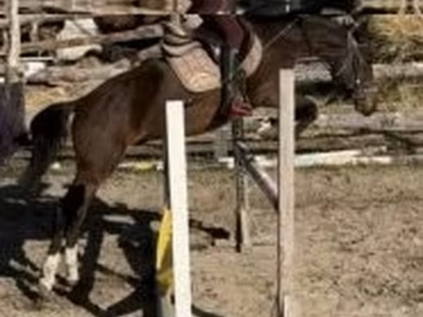 घोड़ा, Hungarian horse breed