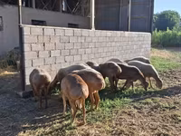 Moutons (lot, sexe non indiqué), Hissar sheep — photo 1
