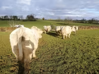 ثور, Charolais cattle — الصورة 2