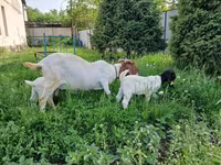 Goat, Boer goat — photo 4