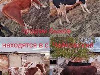 Buğa, Simmental cattle — foto 1