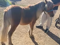 Horse (M), Shetland Pony — photo 1