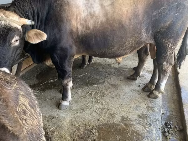 Býk, Kalmycké plemeno