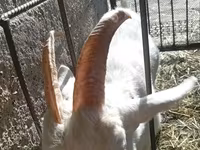 母山羊, Saanen goat — 照片 8