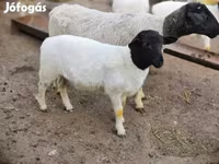 كبش, Dorper sheep — الصورة 3