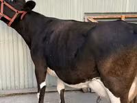 Vaca, Raza Holstein — foto 1