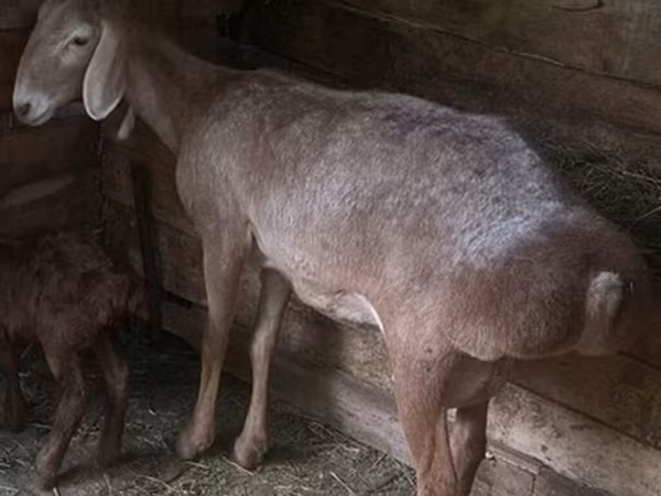 Brebis, Afghan Arabi sheep