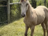 Cheval, Kentucky mountain daddle horse — photo 5