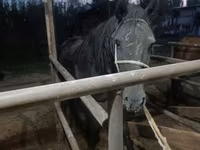 Klisna, Budyonny horse — foto 6