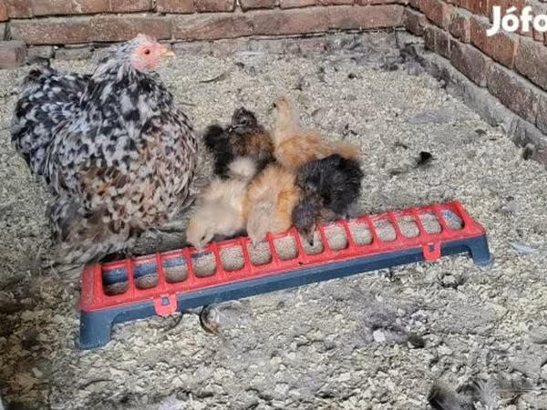 Silkie