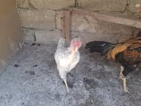 Chickens — foto 8