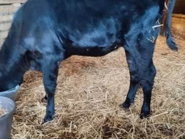 母牛, Aberdeen-Angus